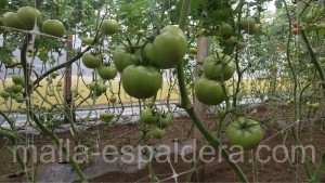 Cultivo de tomates en invernadero entutorado con malla espaldera
