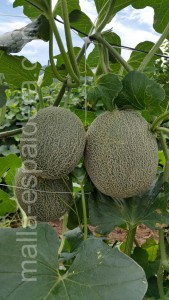 Cultivo de melones en campo abierto entutorados con malla espaldera