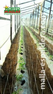 Cultivo de tomate protegido, entutorado con malla espaldera