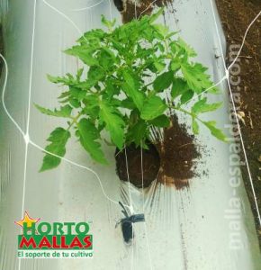 Detalle de entutorado de tomate en cultivo protegido en invernadero con malla espaldera como soporte