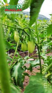 Frutos de tomate en cultivo a campo abierto son soporte de malla espaldera