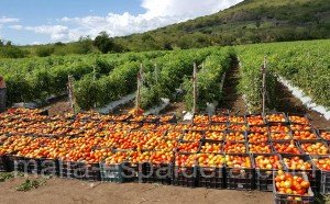Tomates en campo abierto entutorados con malla espaaldera