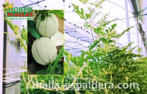Melones en invernadero cultivados con tutor vertical de malla espaldera plástica